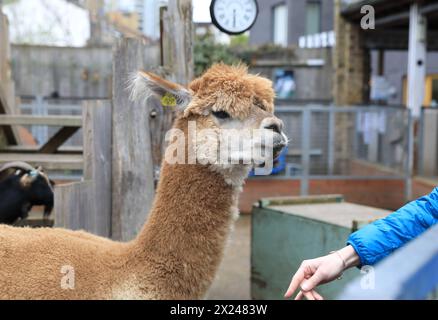 Vauxhall City Farm, eine der ältesten und zentralsten Bauernhöfe in London, Großbritannien Stockfoto