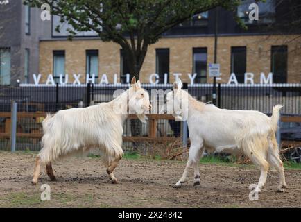 Ziegen auf der Vauxhall City Farm, einer der ältesten und zentralsten Bauernhöfe in London, Großbritannien Stockfoto