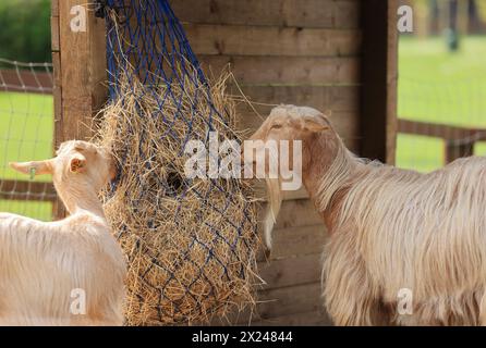 Ziegen auf der Vauxhall City Farm, einer der ältesten und zentralsten Bauernhöfe in London, Großbritannien Stockfoto