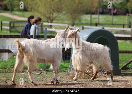 Ziegen auf der Vauxhall City Farm, einer der ältesten und zentralsten Bauernhöfe in London, Großbritannien Stockfoto