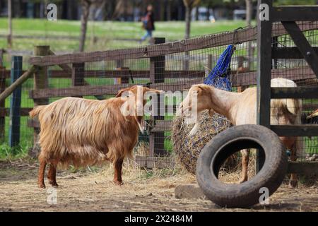 Ziegen auf der Vauxhall City Farm, einer der ältesten und zentralsten Bauernhöfe in London, Großbritannien Stockfoto