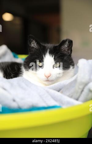 Die Katze lebt auf der Vauxhall City Farm, einer der ältesten und zentralsten Bauernhöfe in London, Großbritannien Stockfoto