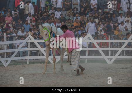 Ein Pferdebesitzer zeigt sein Pferd während der Rampenshow auf dem offenen Gelände neben dem Bangabandhu International Conference Center. Mehr als 200 Heimtierhändler und -Züchter haben sich zusammengefunden, um ihre Tiere auf der Veranstaltung zu präsentieren. Stockfoto