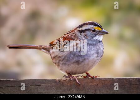 Weißer Kehlspatz, der auf einem Zaun sitzt Stockfoto