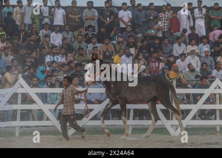 Dhaka, Bangladesch. April 2024. Ein Pferdebesitzer zeigt sein Pferd während der Rampenshow auf dem offenen Gelände neben dem Bangabandhu International Conference Center. Mehr als 200 Heimtierhändler und -Züchter haben sich zusammengefunden, um ihre Tiere auf der Veranstaltung zu präsentieren. (Credit Image: © Sazzad Hossain/SOPA Images via ZUMA Press Wire) NUR REDAKTIONELLE VERWENDUNG! Nicht für kommerzielle ZWECKE! Quelle: ZUMA Press, Inc./Alamy Live News Stockfoto