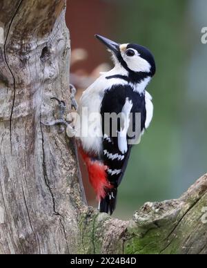 Ein großer Spotted Woodspecht (Dendrocopos Major) auf einem Baumstamm in Gloucestershire, Großbritannien Stockfoto