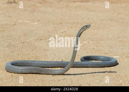 Eine hochgiftige schwarze Mamba (Dendroaspis polylepis) fotografiert, als sie in die Wildnis zurückgebracht wurde Stockfoto