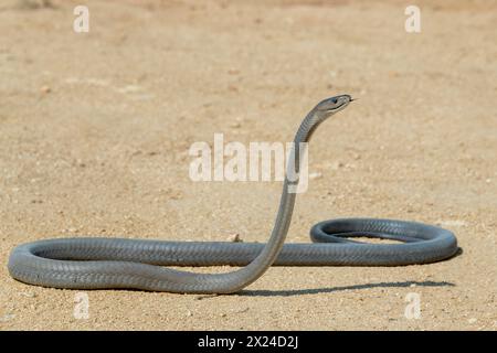 Eine hochgiftige schwarze Mamba (Dendroaspis polylepis) fotografiert, als sie in die Wildnis zurückgebracht wurde Stockfoto