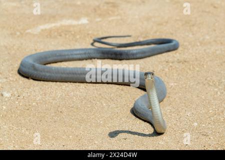 Eine hochgiftige schwarze Mamba (Dendroaspis polylepis) fotografiert, als sie in die Wildnis zurückgebracht wurde Stockfoto