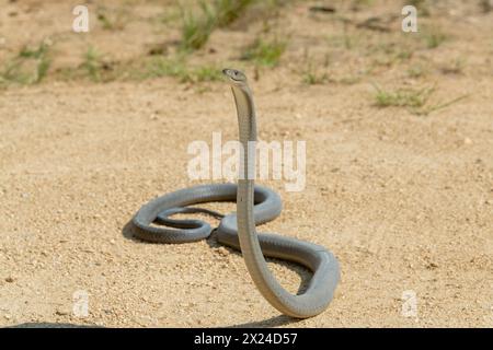 Eine hochgiftige schwarze Mamba (Dendroaspis polylepis) fotografiert, als sie in die Wildnis zurückgebracht wurde Stockfoto