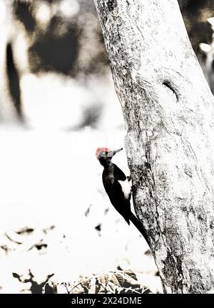 Weißbauchspecht oder Schwarzspecht (Dryocopus javensis); Kabini, Indien Stockfoto