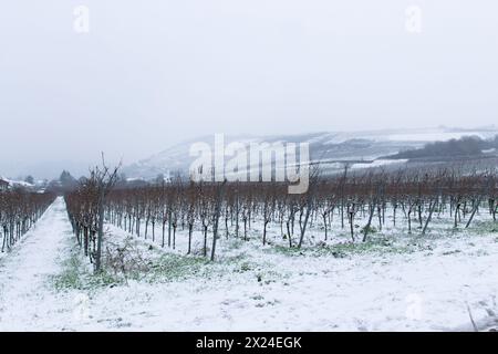 Winterweinberg mit schneebedeckter Landschaft. Europäische Winterlandschaft. Stockfoto