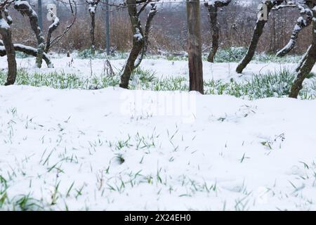 Winterweinberg mit schneebedeckter Landschaft. Bäume und grünes Gras. Europäische Natur Winterlandschaft. Stockfoto