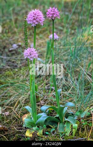 Dreizahnorchidee (Neotinea tridentata), Orchidaceae. Knollenkraut, spontane Orchidee, Wildpflanze. Rosafarbene Blumen. Stockfoto