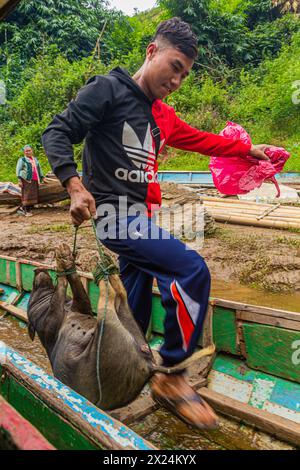 NAM OU, LAOS - 23. NOVEMBER 2019: Junge mit einem kleinen Schwein besteigt ein Boot am Fluss Nam ou in der Provinz Phongsali, Laos Stockfoto