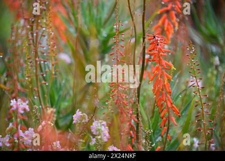 Eine großformatige Nahansicht der Regentropfen, die auf einer Vielzahl von bunten Blumen in den botanischen Gärten von Kirstenbosch in Kapstadt, Südafrika, glitzern. Stockfoto