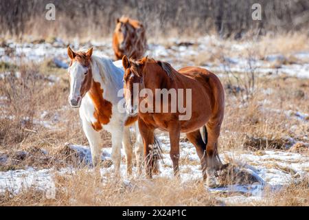 Zwei Pferde auf einer Weide in Wisconsin stehen nebeneinander, horizontal Stockfoto
