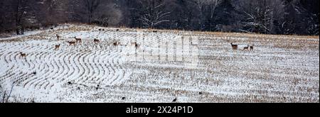 Weißschwanzhirsche (Odocoileus virginianus) und wilde Truthühner in einem schneebedeckten Wisconsin-Kornfeld, Panorama Stockfoto