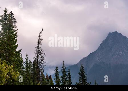 Atemberaubende Herbstausblicke entlang der Maligne Lake Road im Herbst an bewölkten, stimmungsvollen Tagen mit riesigen Berggipfeln und Wildnislandschaft in der Ferne. Stockfoto