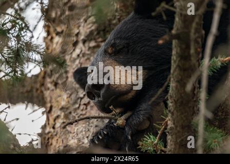 Einzelner Schwarzbär (Ursus americanus), der im Sommer in der Innenstadt von Jasper, Alberta, im wunderschönen kanadischen Nationalpark, in einer Fichte schläft Stockfoto