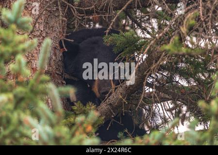 Einzelner Schwarzbär (Ursus americanus), der im Sommer in der Innenstadt von Jasper, Alberta, im wunderschönen kanadischen Nationalpark, in einer Fichte schläft Stockfoto