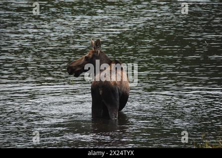 Eine wunderbare Tierszene, in der ein Elch auf dem Grund eines Sees im Wrangell St. Elias National Park, Alaska, USA, lebt. Stockfoto