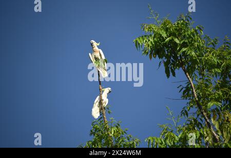 Dieses Paar raffinierter Cockatoos in Cairns, Australien, hat schnell die Gliedmaßen von dieser Baumspitze entfernt, um einen hohen Barsch zu schaffen. Stockfoto