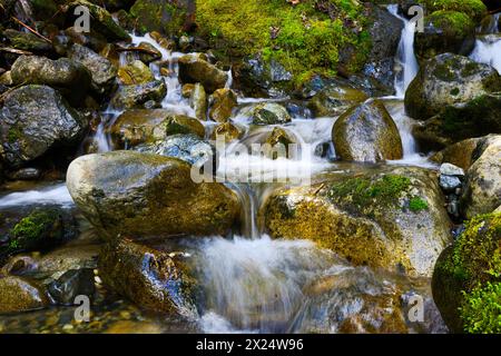 Der Süßwasser-Gebirgsbach stürzt über glatte Felsbrocken und moosige Felsen, während er den Berg hinunter fließt Stockfoto