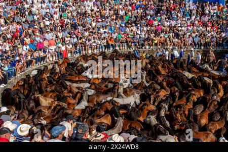 Rapa das bestas en Sabucedo Stockfoto