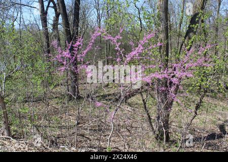 Im Camp Ground Road Woods in des Plaines, Illinois Stockfoto