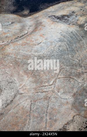 Felskunst der Aborigines neben dem Resolute Loop Trail am West Head im Ku-Ring-Gai Chase-Nationalpark, Region Sydney, NSW, Australien Stockfoto