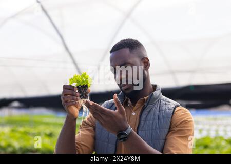 Afroamerikanischer Junglandwirt untersucht Salat auf einer Hydrokultur im Gewächshaus Stockfoto