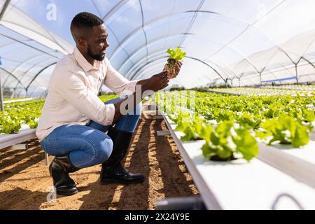 Afroamerikaner, der Salat in einem Hydrokultur-Gewächshaus inspiziert Stockfoto