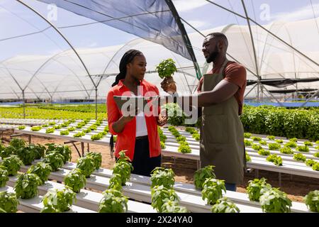 Zwei afroamerikanische Junglandaufseher untersuchen Pflanzen in einem Gewächshaus auf einer Hydrokultur Stockfoto