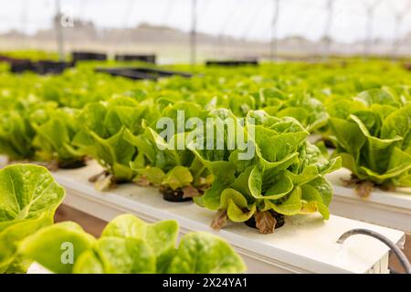 Reihen von leuchtendem grünem Salat, der in weißen hydroponischen Kanälen im Gewächshaus wächst Stockfoto