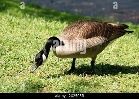 Große kanadische Gans, die in der Nähe eines Sees weiden Stockfoto