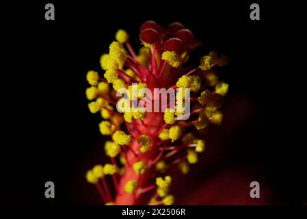 Rote Hibiskusblüten und Pollen Stockfoto