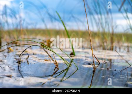 Blick auf die Wasseroberfläche des Feuchtgebiets im Everglades National Park Stockfoto