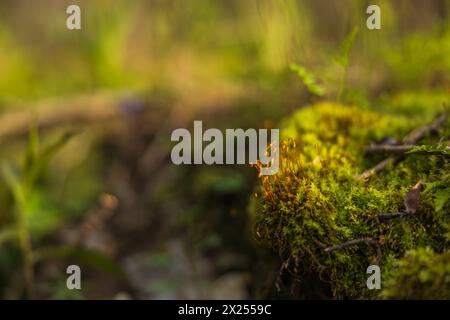 Nahaufnahme von neuen Setzlingen und Moos im frühen Morgenlicht Stockfoto