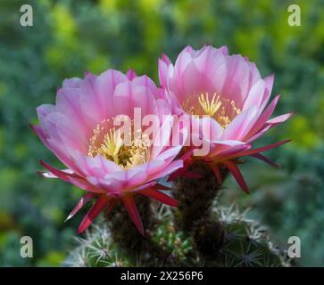 Rote Fackel Kakteen in Blüte. Stockfoto