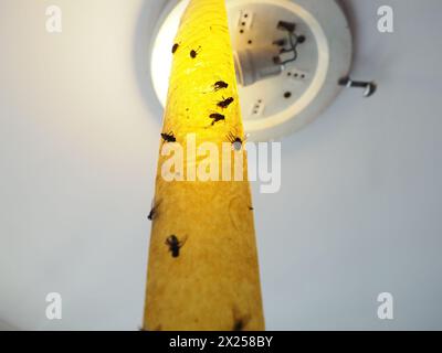 Klebendes Insektizidband zum Schutz vor Kriechern und fliegenden Insekten, aufgehängt unter der Leinwand neben der Lampe. Festsitzende und tote Fliegen, Käfer, b Stockfoto