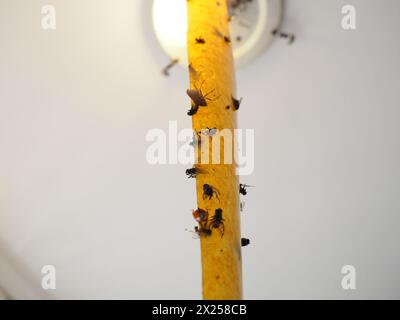 Klebendes Insektizidband zum Schutz vor Kriechern und fliegenden Insekten, aufgehängt unter der Leinwand neben der Lampe. Festsitzende und tote Fliegen, Käfer, b Stockfoto