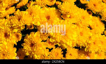 Chrysanthemen gelber Farbe in einem Strauß. Nahaufnahme. Grußkarte für Hochzeit oder Geburtstag. Herbstblumen aus der Familie Asteraceae oder Dendranthem Stockfoto