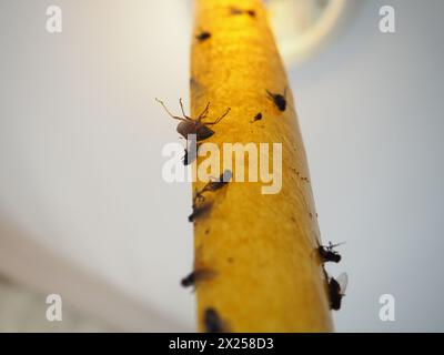 Klebendes Insektizidband zum Schutz vor Kriechern und fliegenden Insekten, aufgehängt unter der Leinwand neben der Lampe. Festsitzende und tote Fliegen, Käfer, b Stockfoto