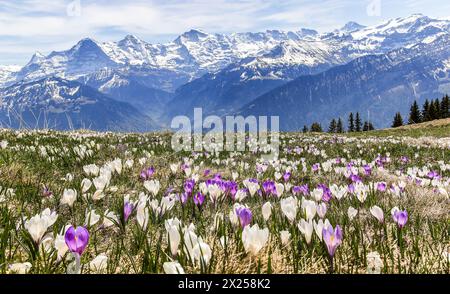 Wilde Krokusblüten in den alpen im frühen Frühjahr – Fokusstapel für scharfe Vorder- und Hintergründe Stockfoto