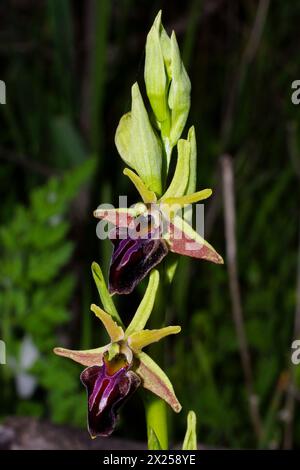 Dunkelzyprische Orchidee (Ophrys morio) mit zwei Blüten, Zypern Stockfoto