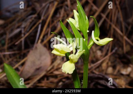 Blühende Pflanze der Römischen Orchidee (Dactylorhiza romana), im natürlichen Lebensraum auf Zypern Stockfoto