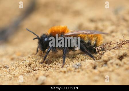 Detaillierte Nahaufnahme einer weiblichen Tawny-Bergbaubiene, Andrena fulva, die auf dem Boden sitzt Stockfoto