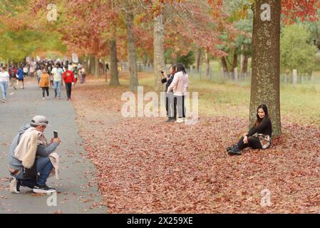 Menschen genießen den Herbst am Mount Macedon in Melbourne. Der Berg ist ein Wunderland mit historischen Gärten und wilden Buschlandschaften mit Eukalyptus, Kiefern und hoher Bergasche. Einladende Kellertüren und ein entspannender Blick. Herrliche Villen und einheimische Tierwelt. Es ist ein Paradies für alle, die Natur, atemberaubende Gärten und Outdoor-Aktivitäten lieben. Die Schönheit des Mount Macedon ändert sich ständig mit den Jahreszeiten. Der Herbst ist besonders beliebt, da die Eichenbäume auf der Honour Avenue in Mazedon in leuchtenden Farben erstrahlen. (Foto: Rana Sajid Hussain/Pacific Press) Stockfoto