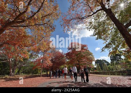 Melbourne, Victoria, Australien. April 2024. Menschen genießen den Herbst am Mount Macedon in Melbourne. Der Berg ist ein Wunderland mit historischen Gärten und wilden Buschlandschaften mit Eukalyptus, Kiefern und hoher Bergasche. Einladende Kellertüren und ein entspannender Blick. Herrliche Villen und einheimische Tierwelt. Es ist ein Paradies für alle, die Natur, atemberaubende Gärten und Outdoor-Aktivitäten lieben. Die Schönheit des Mount Macedon ändert sich ständig mit den Jahreszeiten. Der Herbst ist besonders beliebt, da die Eichenbäume auf der Honour Avenue in Mazedon in leuchtenden Farben erstrahlen. (Bild: © Rana Sajid Hussain/Paci Stockfoto